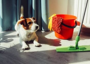 Oven Care and Pet-Friendly Solutions for Your Home