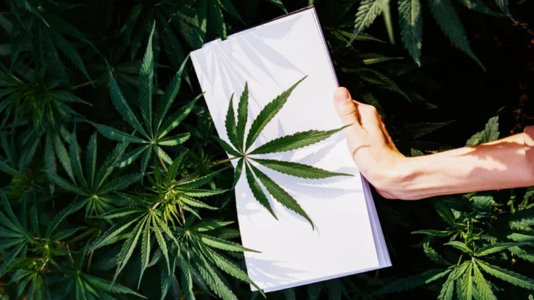 “THCA Flower: Offering Natural Support for Pain and Inflammation”