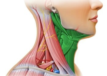 Neck Triangles and the Fact of Bartholin’s Cysts