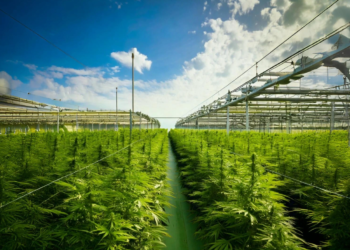 Ontario cannabis retailers providing verified strains, edibles, and local delivery for residents