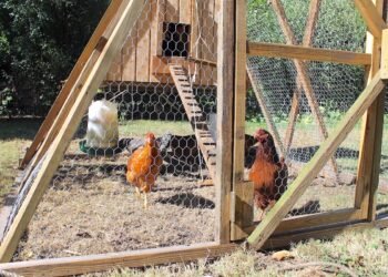 Top 5 Predator-Proofing Components Every Chicken Coop Needs