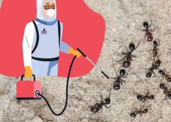 Ultimate Guide to Exterminator Pest Control Services for Ant Infestations