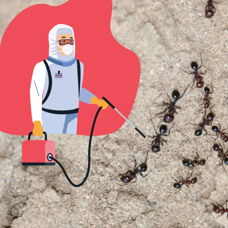 Ultimate Guide to Exterminator Pest Control Services for Ant Infestations