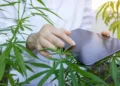 Why Digital Wellness Culture Is Driving Interest in Medical Cannabis Across the UK