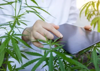 Why Digital Wellness Culture Is Driving Interest in Medical Cannabis Across the UK