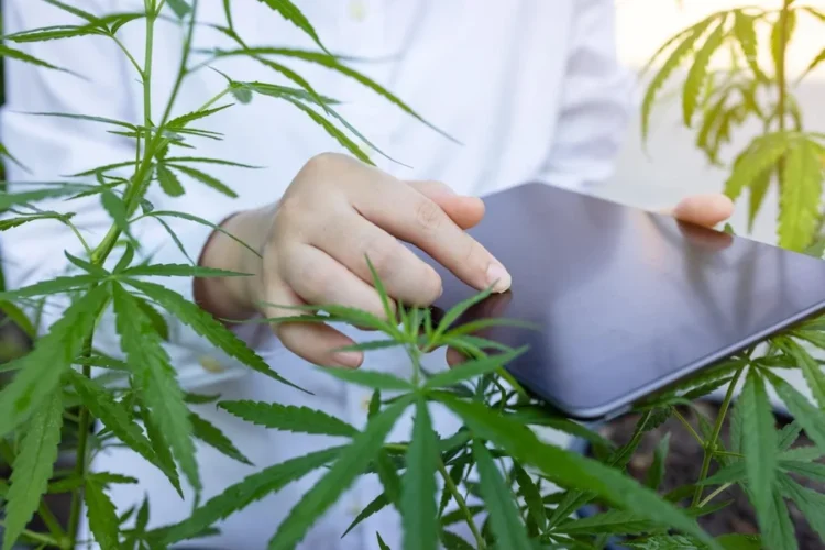 Why Digital Wellness Culture Is Driving Interest in Medical Cannabis Across the UK